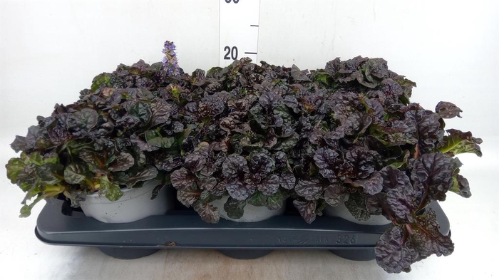 <h4>Ajuga reptans ...</h4>
