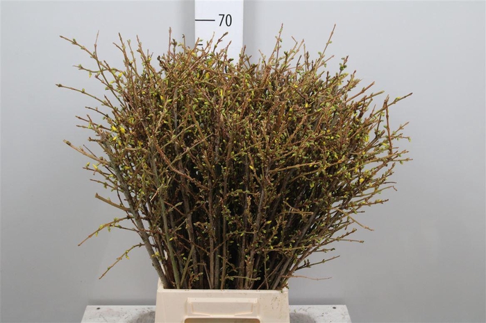 <h4>Forsy I Spectabilis</h4>