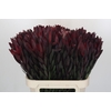 Leucadendron Saf Sunset Dark R.