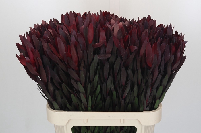 <h4>Leucadendron Saf Sunset Dark R.</h4>