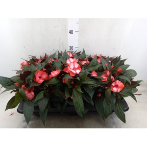 Impatiens NG 'Tamarinda Red Bicol'