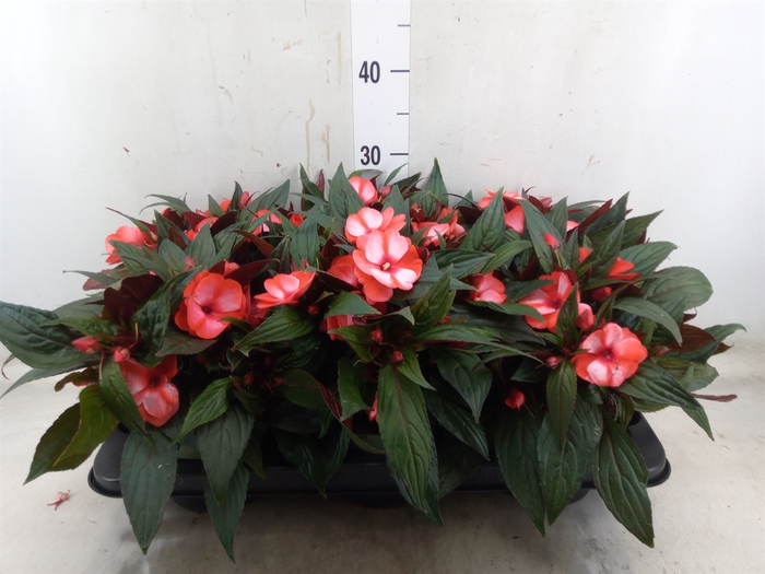 <h4>Impatiens NG 'Tamarinda Red Bicol'</h4>