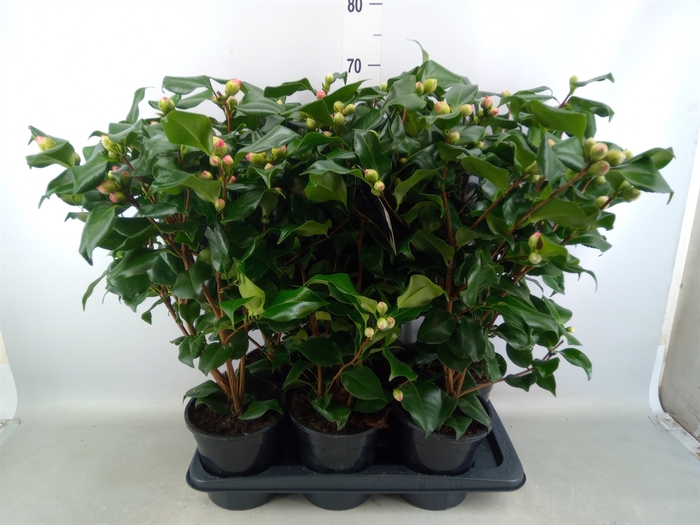 <h4>Camellia japonica 'Dr King'</h4>