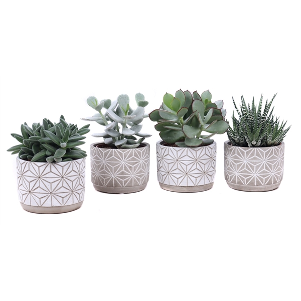 <h4>Succulent beton star 10,5 cm</h4>