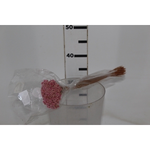 PLANTA SECA JAZIDA ROSA 30CM