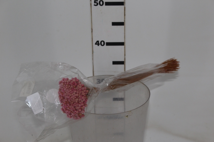 <h4>PLANTA SECA JAZIDA ROSA 30CM</h4>