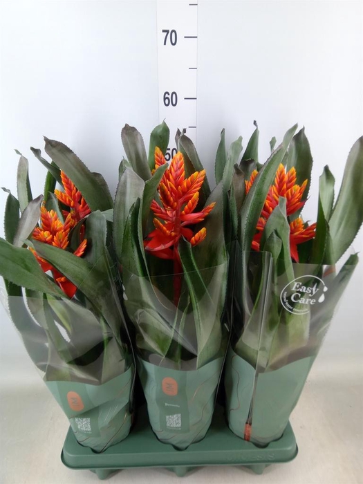 <h4>Aechmea  'Pepita Elegant Flames'</h4>