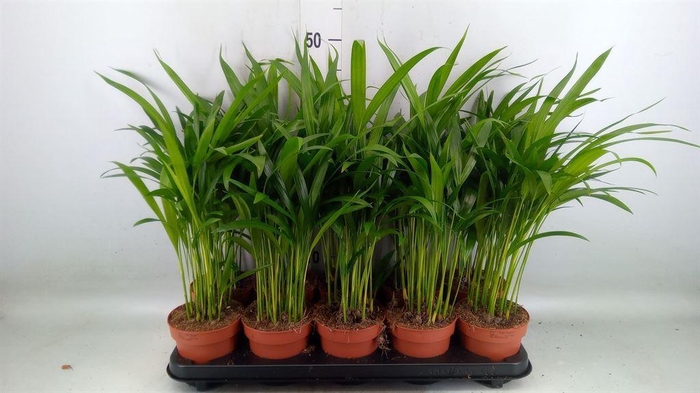 <h4>Dypsis lutescens   ...Chrysalidoca</h4>