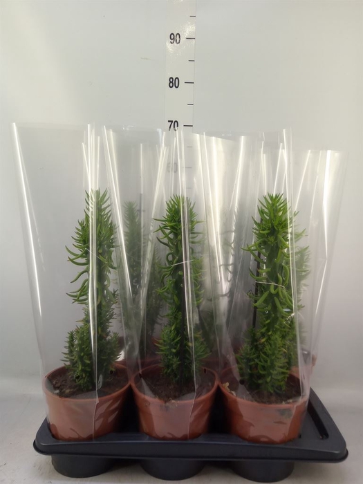 <h4>Austrocylindropuntia subulata</h4>