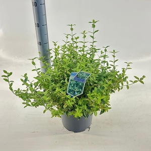 Euonymus Golden Harlequin