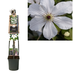 Clematis 'Forever Friends' PBR 3.0 label C5