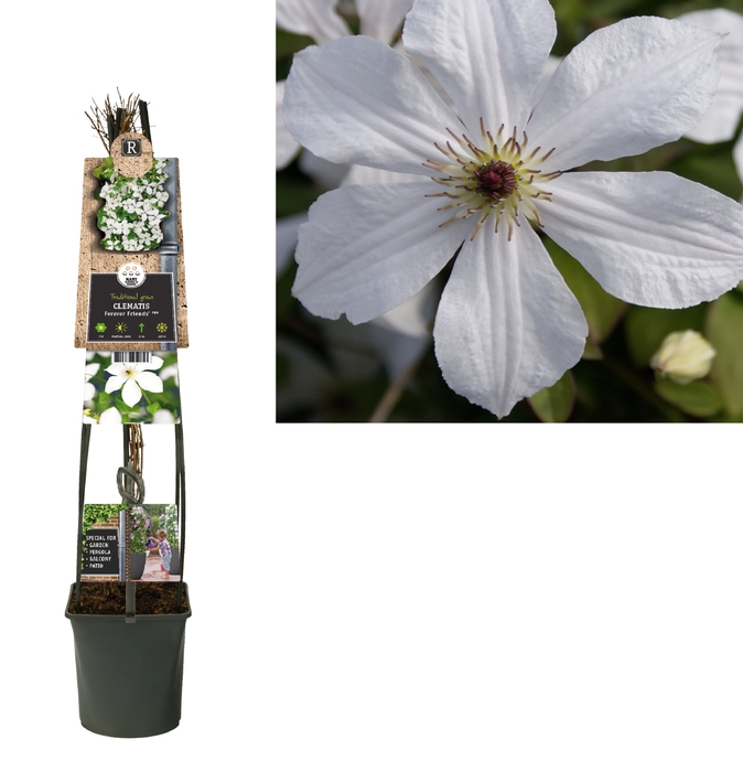 <h4>Clematis 'Forever Friends' PBR 3.0 label C5</h4>