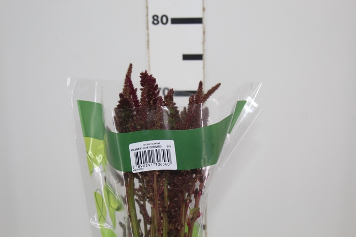 <h4>AMARANTHUS D. VINHO 070 CM VINHO</h4>