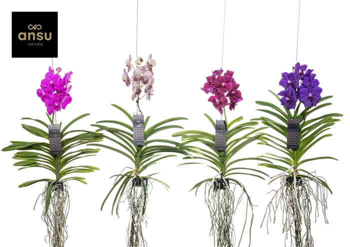 <h4>Vanda Gemengd Large</h4>