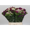 Dianthus Br Gemengd