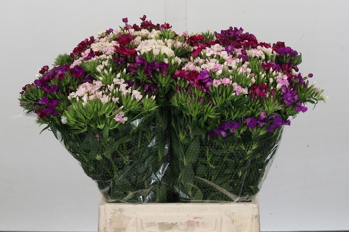 Dianthus Br Gemengd