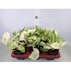 Epipremnum pinn. 'Happy Leaf'