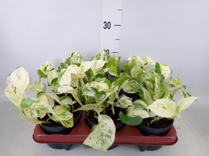 <h4>Epipremnum pinn. 'Happy Leaf'</h4>