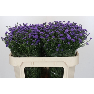 Aster Baby Parade