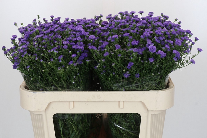 <h4>Aster Baby Parade</h4>