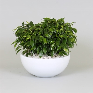 Arrangement Ficus green kinky in schaal