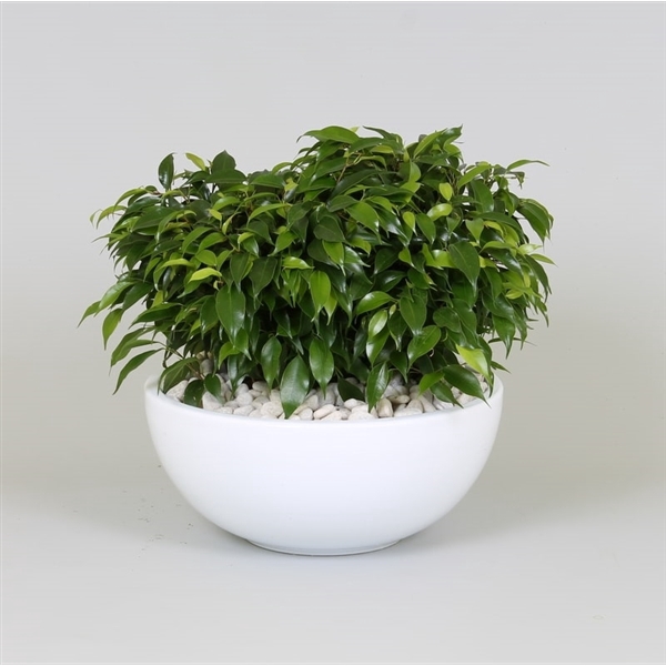 <h4>Arrangement Ficus green kinky in schaal</h4>