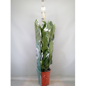 Spathiphyllum  'Sweet Lauretta'