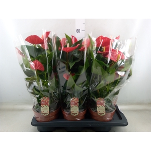 Anthurium andr. 'Felicita'