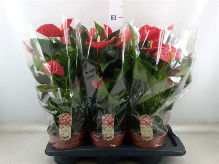 <h4>Anthurium andr. 'Felicita'</h4>