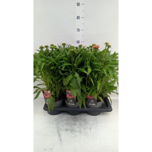 Echinacea purp. 'Sunmagic Vint Ora'