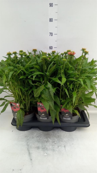 <h4>Echinacea purp. 'Sunmagic Vint Ora'</h4>