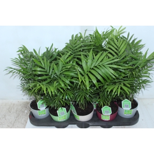 CHAMAEDOREA ELEGANS P11