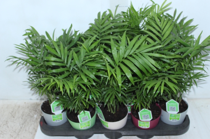 <h4>CHAMAEDOREA ELEGANS P11</h4>