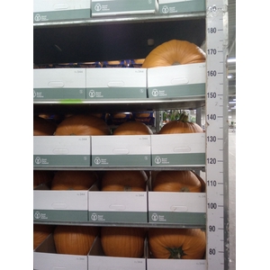 Cucurbita max. 'Halloween'