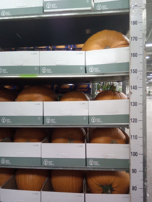 <h4>Cucurbita max. 'Halloween'</h4>