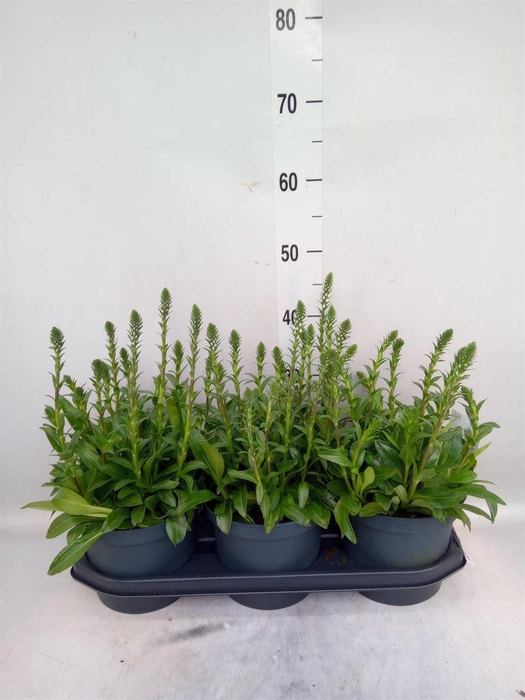 <h4>Geum chiloense</h4>