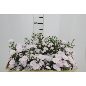 ASTER MARIANA 050 CM ROSA CLARO