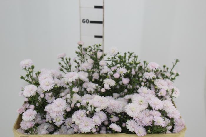 <h4>ASTER MARIANA 050 CM ROSA CLARO</h4>