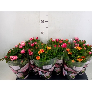 Rosa  'Victory'   ...mix