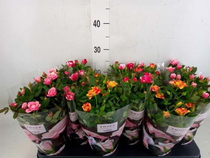 <h4>Rosa  'Victory'   ...mix</h4>