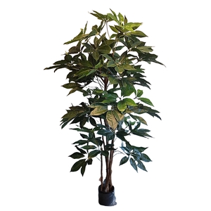 Schefflera Giant Pot PP550038GRN