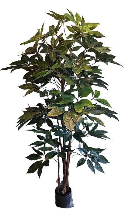 <h4>Schefflera Giant Pot PP550038GRN</h4>