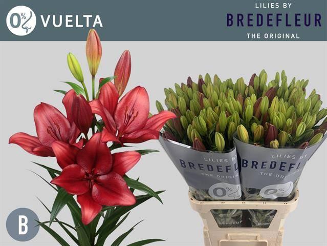 <h4>LI LA VUELTA</h4>