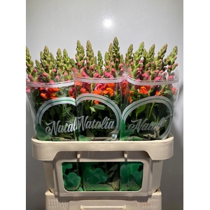 ANTIR ANTIB D ORANGE