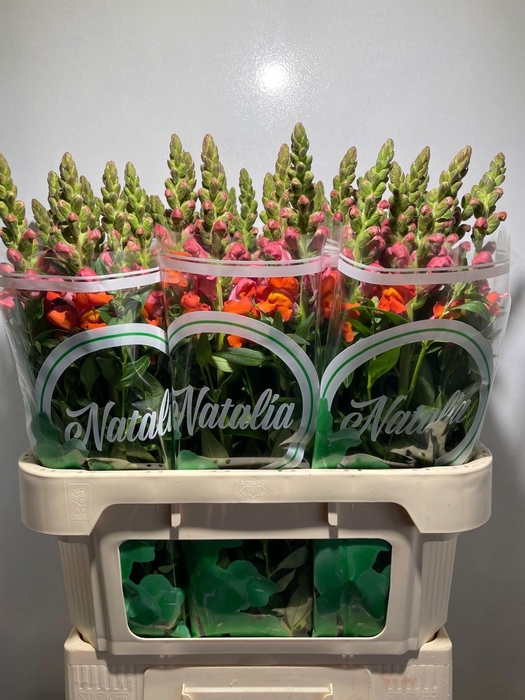 <h4>ANTIR ANTIB D ORANGE</h4>