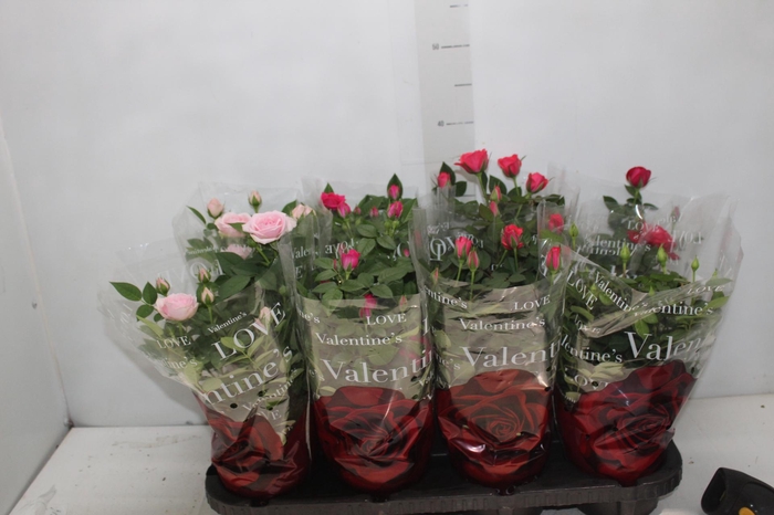 <h4>ROSEIRA MINI P13</h4>