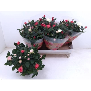 RO FAV FESTIV GEM IP