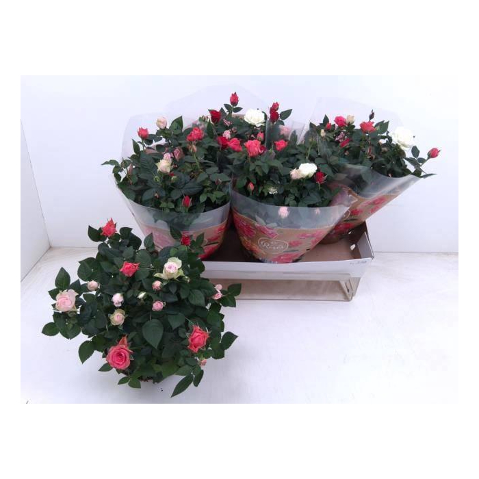 <h4>RO FAV FESTIV GEM IP</h4>