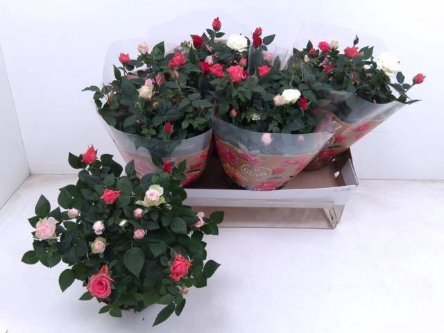 <h4>RO FAV FESTIV GEM IP</h4>