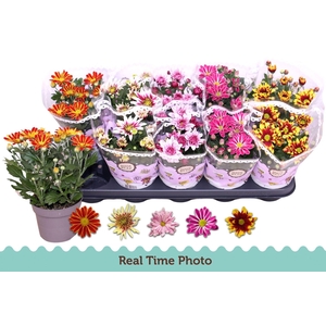 Chrysanthemum gemengd 2klr bloemen
